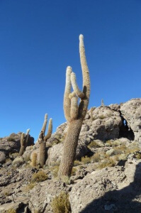 Bolivie -Salar d'Uyuni - Ile Incahuasi