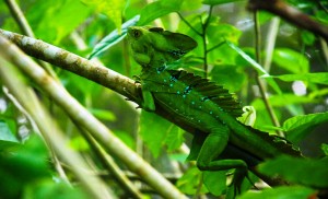Costa-Rica-faune-reptile