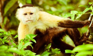 Singes hurleurs dans la forêt du volcan Mombacho