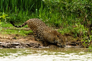 Belize - Selva Maya - Jaguar