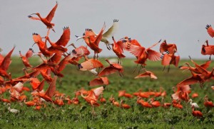 Venezuela-Hato-El-Frio-ibis-rouges