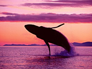 République Dominicaine - baleine à bosse