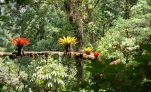 Costa Rica - Paloma lodge - Corcovado Tour (