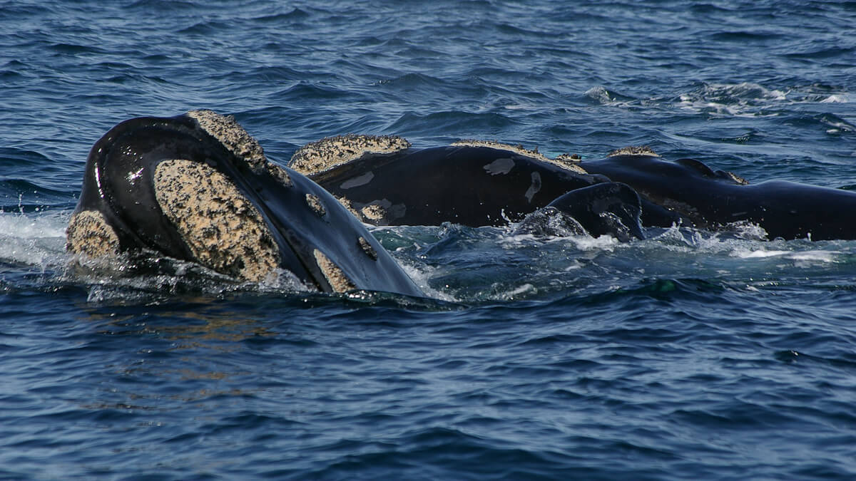 Argentine - Péninsule de Valdes - Baleine