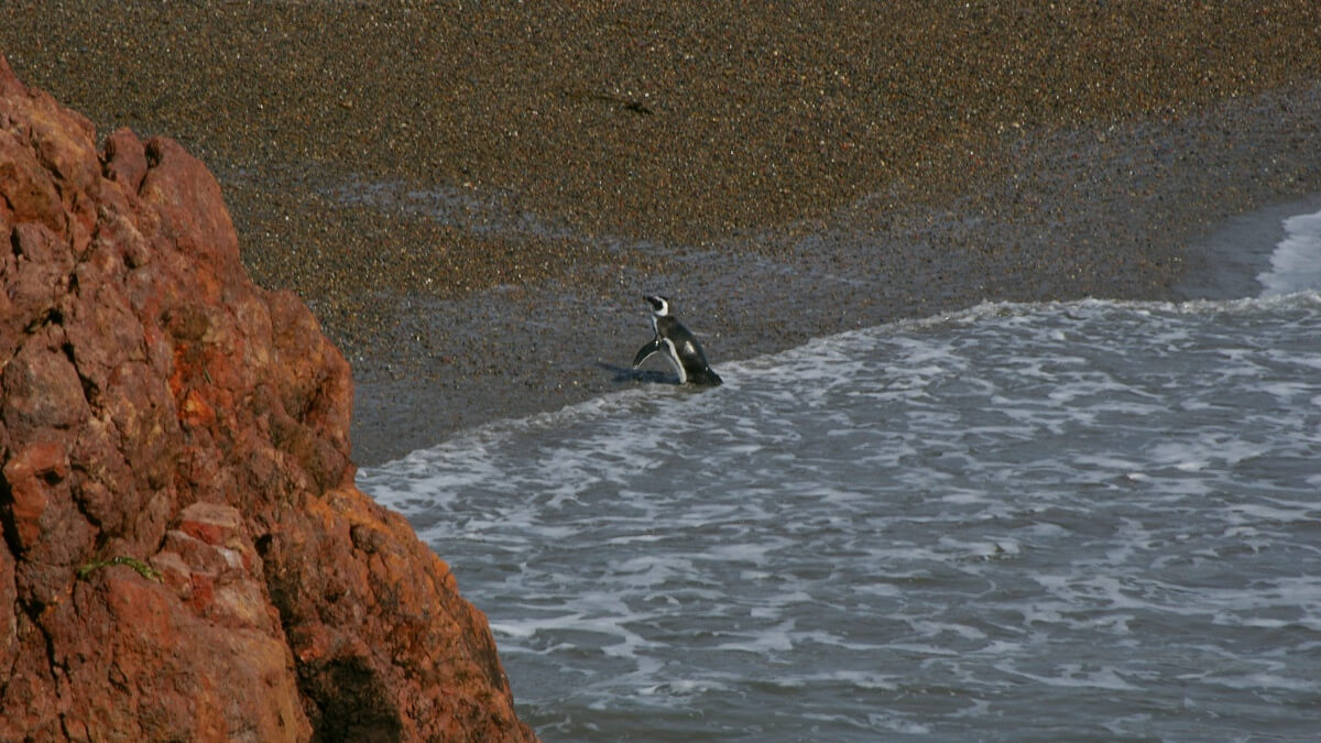 Argentine - Punta Tombo - Pingouin