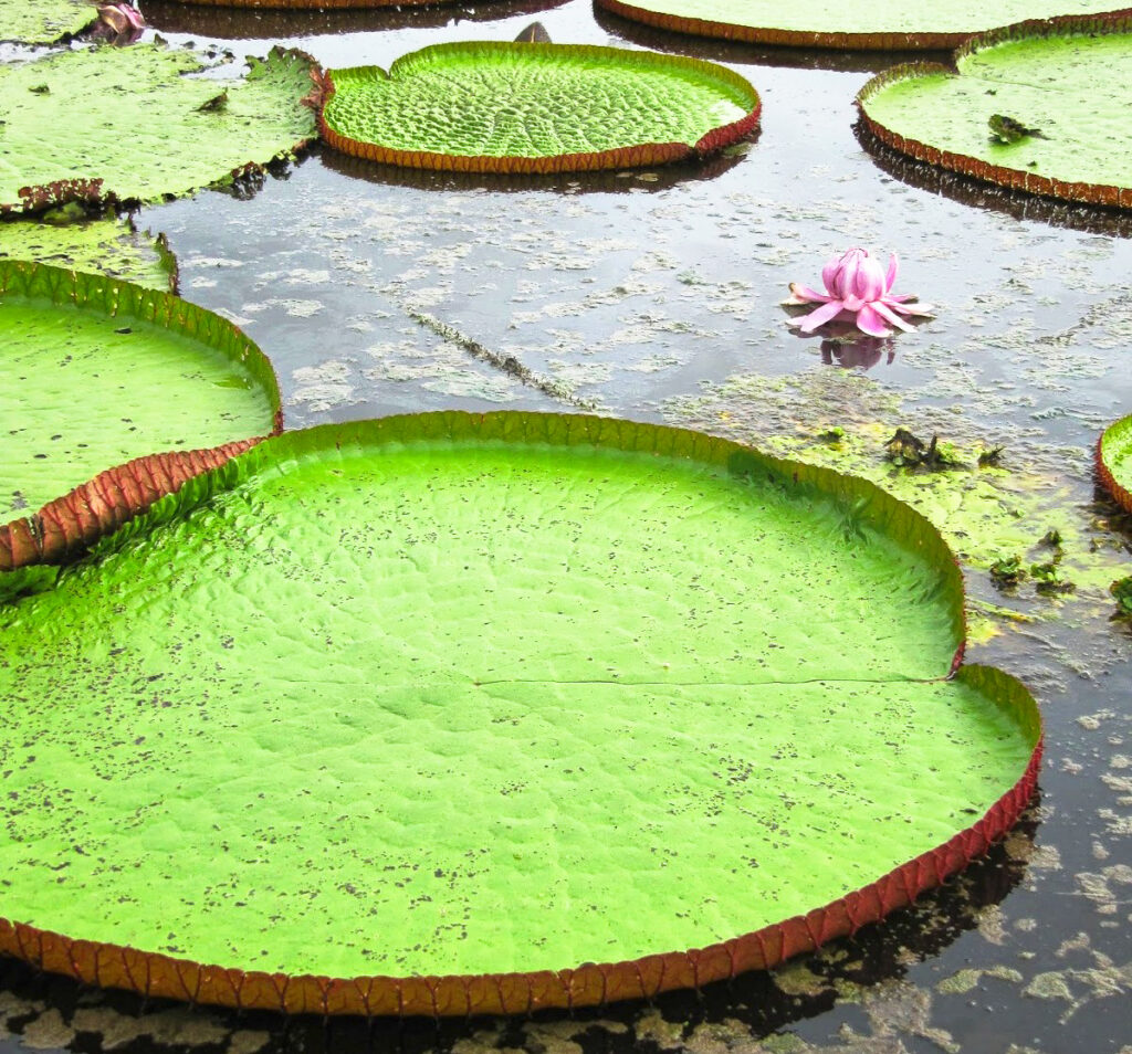 Grands nénuphars géants Victoria amazonica et fleur rose sur l'eau, Amazonie brésilienne
