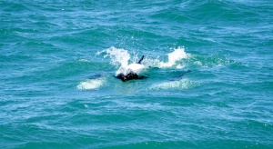 Argentine / Puerto Madryn - Dauphins et pingouins de Magellan en blancs et noirs - Latinexperience voyages