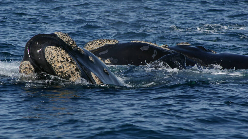 Tête de baleine franche australe couverte de callosités affleurant à la surface, Puerto Madryn, Patagonie argentine