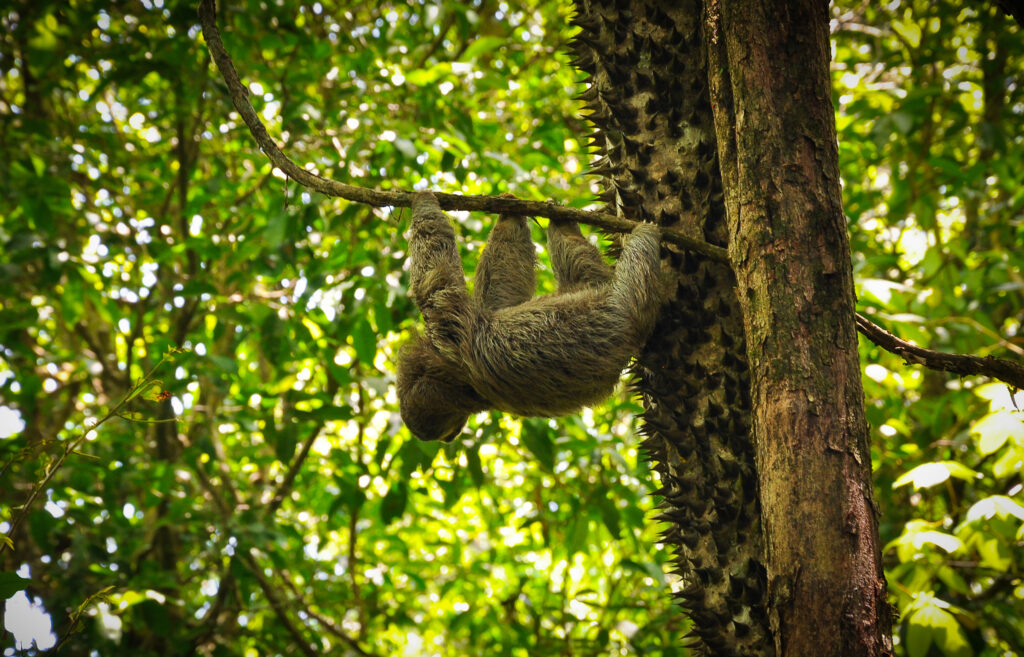Paresseux suspendu à une branche dans la forêt tropicale du Costa Rica