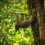 Paresseux suspendu à une branche dans la forêt tropicale du Costa Rica