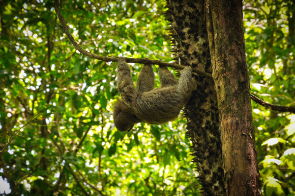 Paresseux suspendu à une branche dans la forêt tropicale du Costa Rica