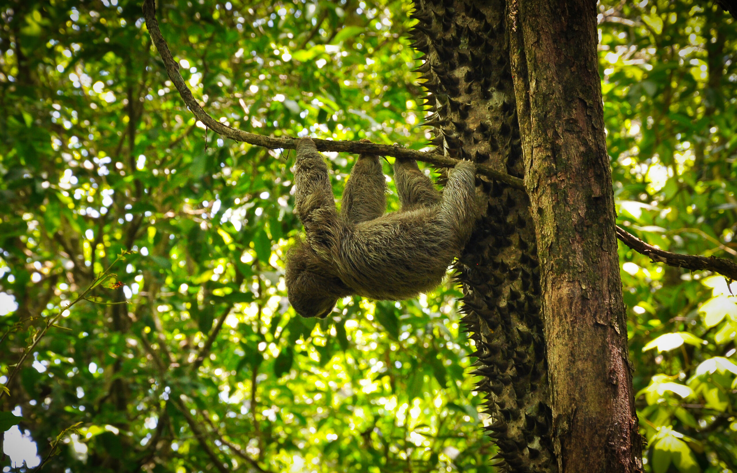 Paresseux suspendu à une branche dans la forêt tropicale du Costa Rica