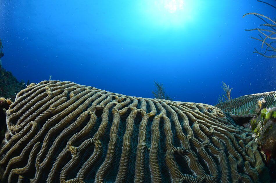 Vue sous-marine d'un corail cerveau dans les eaux de Cabo San Antonio, Cuba