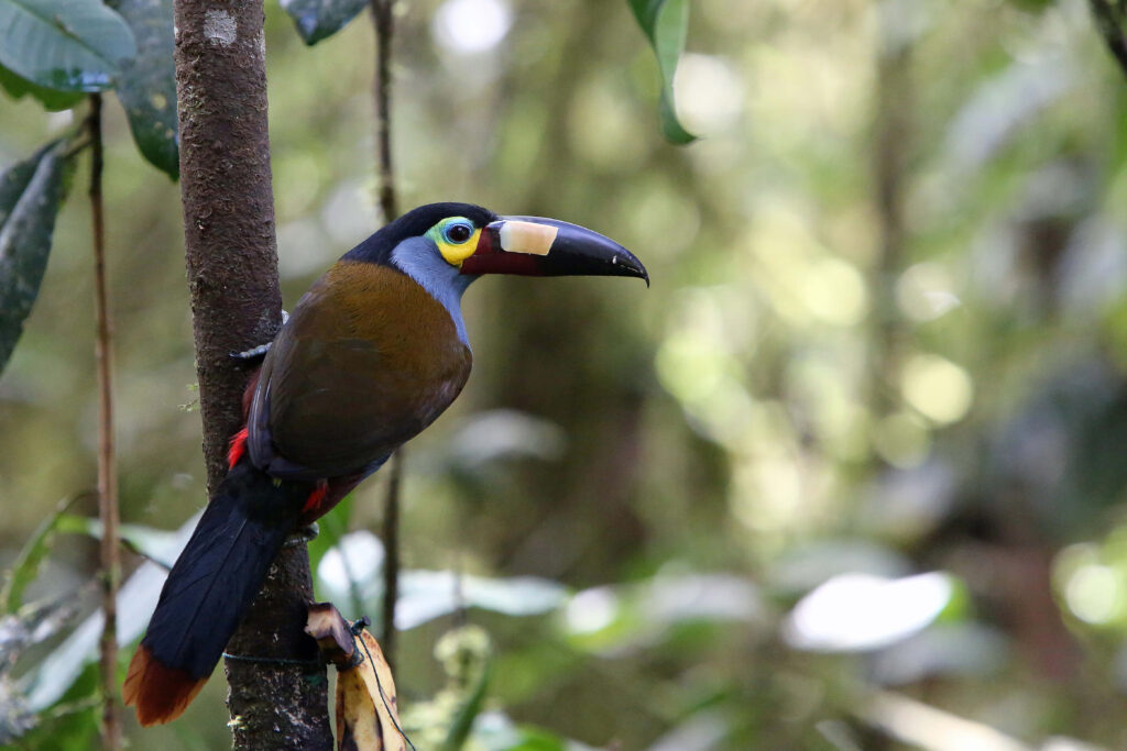 Toucanet à bec plaqué perché sur une branche dans la forêt amazonienne équatorienne