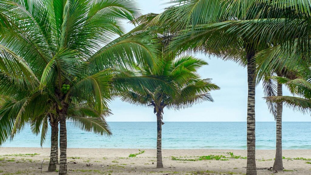 Palmiers cocotiers bordant une plage de sable près de Puerto López en Équateur