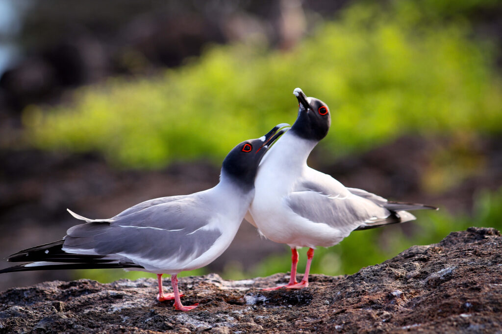 Deux mouettes à queue fourchue perchées sur un rocher volcanique aux Galápagos, Équateur