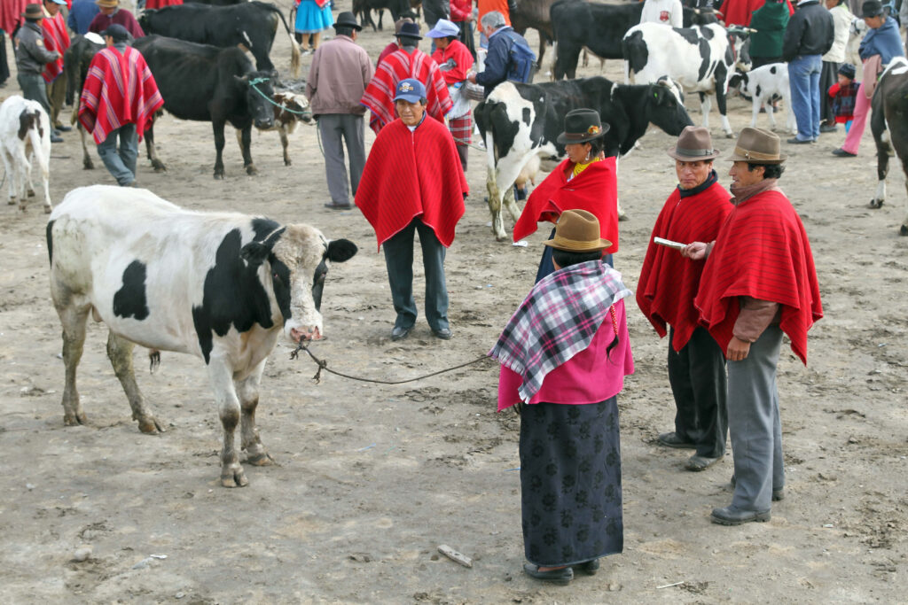 Éleveurs andins négociant du bétail au marché traditionnel d'Otavalo, région de Cotacachi
