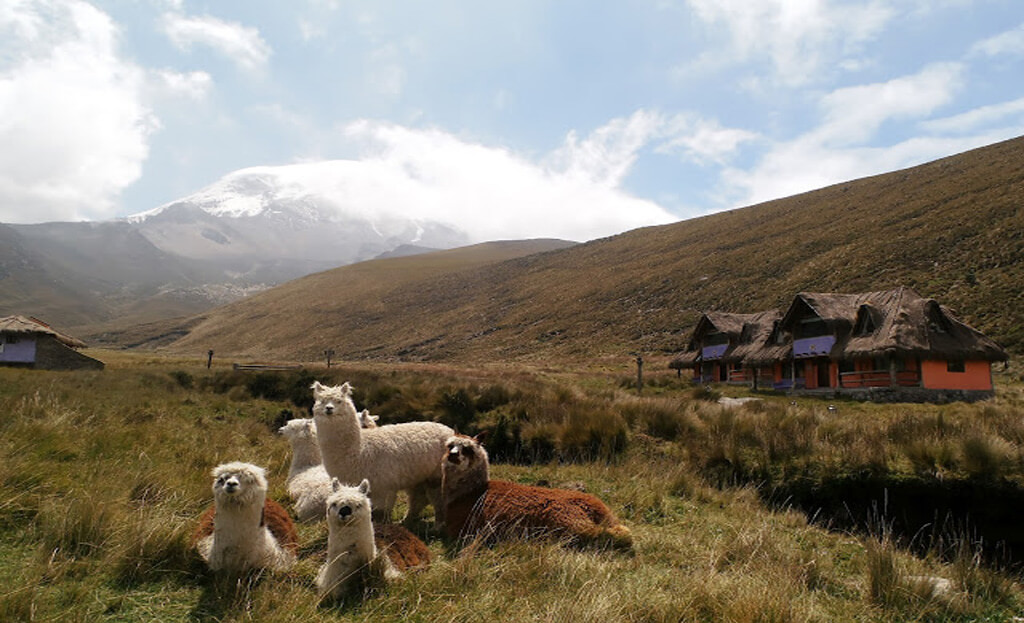 Alpagas au repos dans l'herbe devant des refuges andins, volcan Chimborazo enneigé en arrière-plan, Équateur