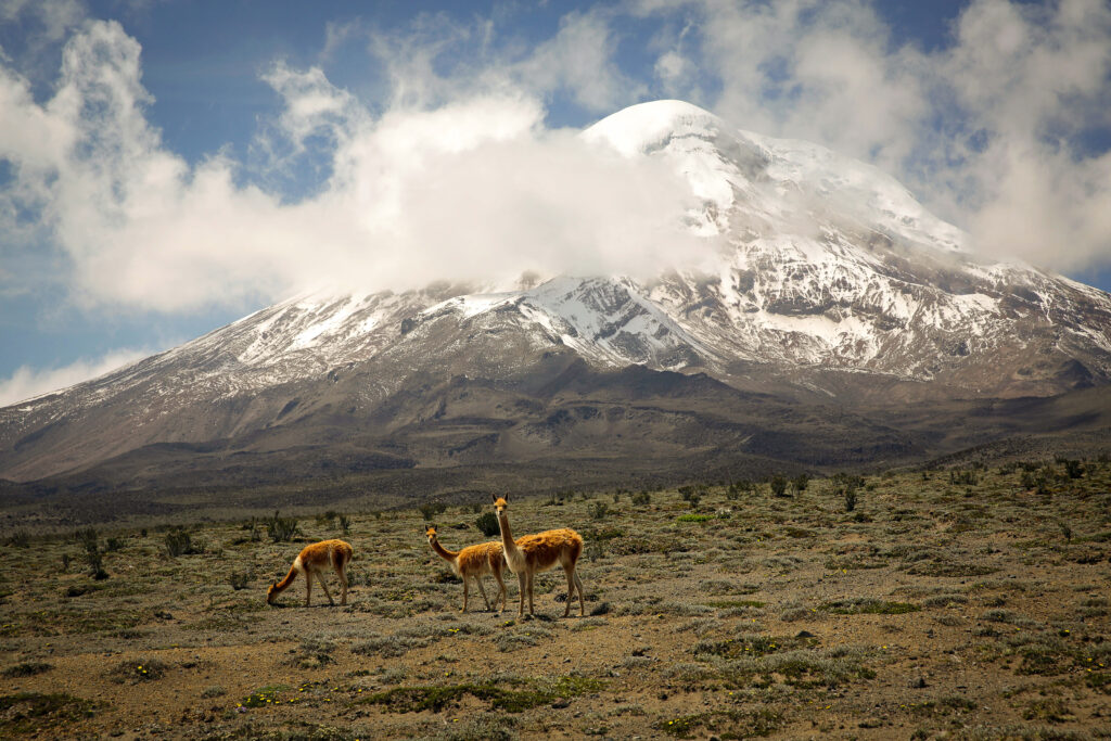 Trois vigognes broutant devant le volcan Chimborazo enneigé en Équateur