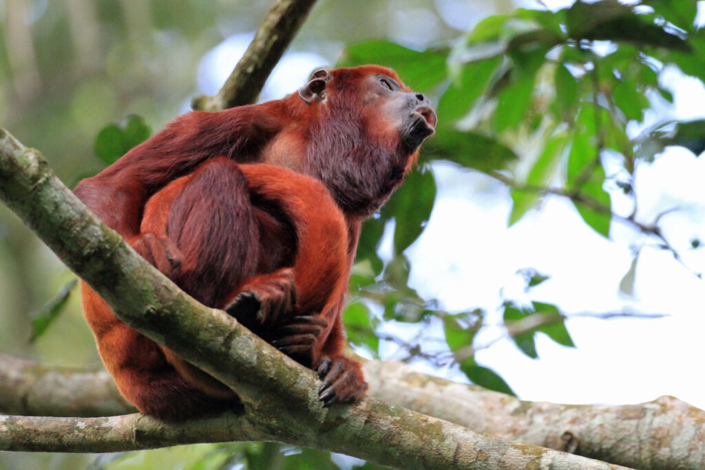 Singe hurleur roux assis sur une branche dans la forêt amazonienne équatorienne