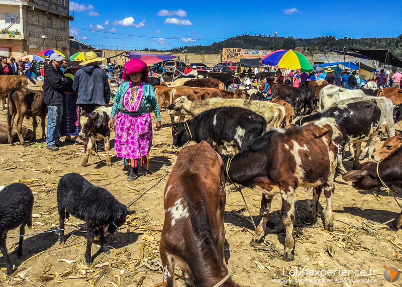 Marché aux bestiaux animé avec vaches et moutons près du lac Atitlán, Guatemala