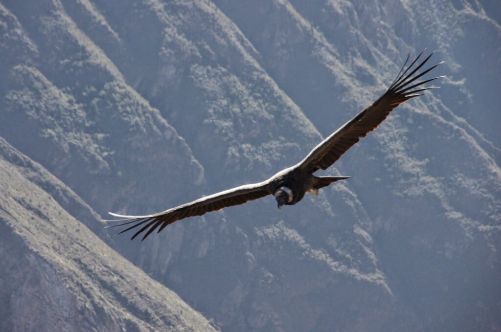 Condor survolant le canyon de Colca près d'Arequipa au Pérou