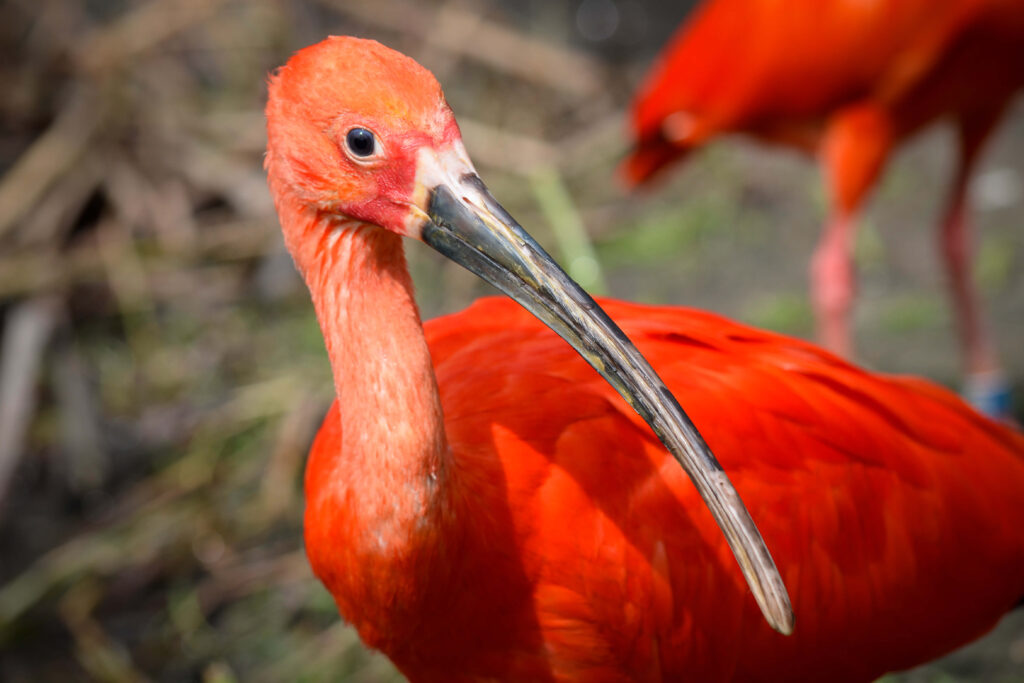 Gros plan d'un ibis rouge au sol près de Canto do Atins, Brésil, aucun vol ni eau visibles