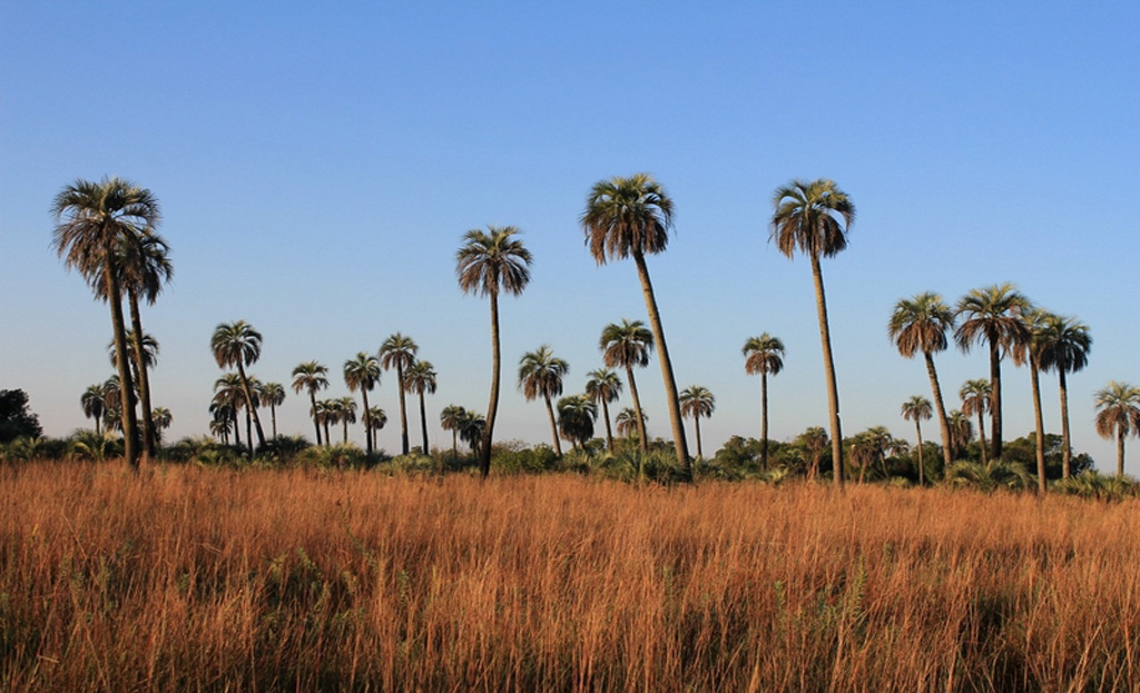 Palmeraie de palmiers Caranday dans une savane herbeuse sèche près de Concepción, Paraguay