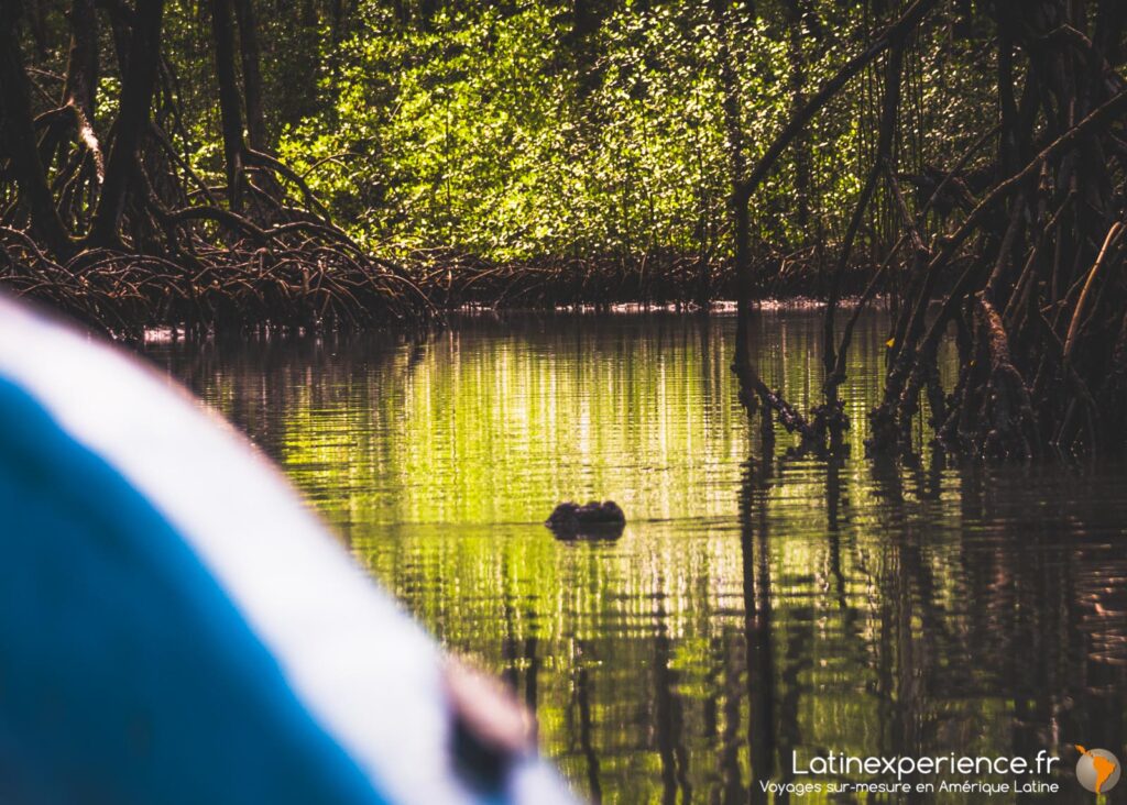 Bateau naviguant dans un canal de mangrove au parc Los Haïtises, Samana, République Dominicaine