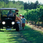 Voiture ancienne et famille dans un vignoble d'Uruguay, entre rangées de vigne