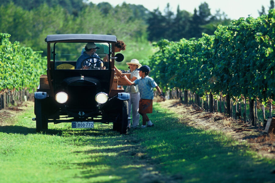 Voiture ancienne et famille dans un vignoble d'Uruguay, entre rangées de vigne