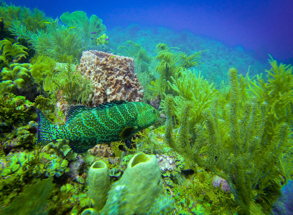 Mérou vert nageant près d'éponges et coraux sur un récif sous-marin des Caraïbes