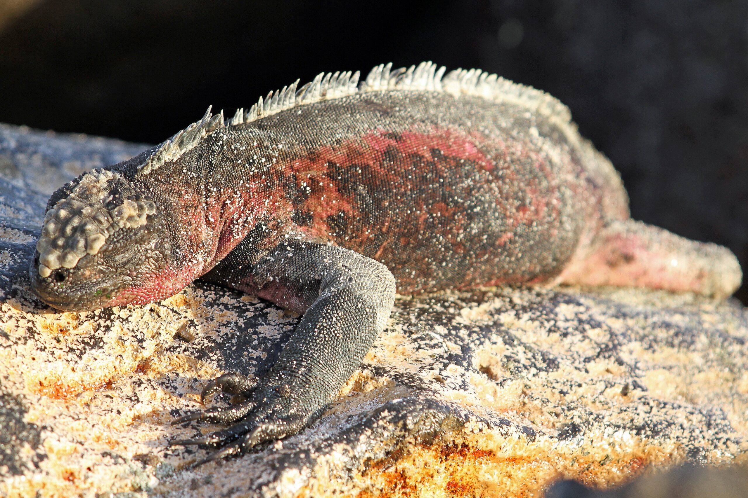 Equateur - Galapagos