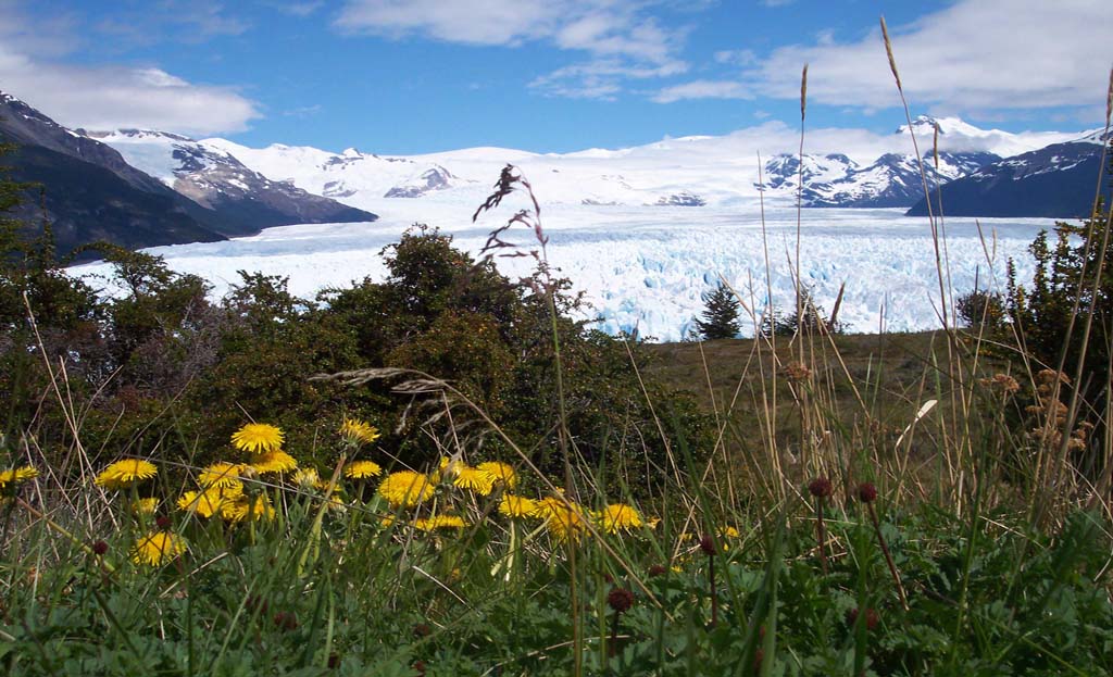 Vue du glacier Perito Moreno depuis une prairie fleurie de pissenlits, Patagonie argentine