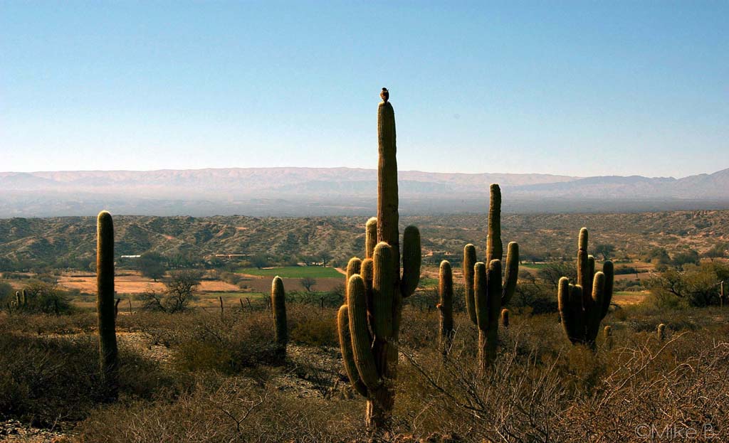 Cactus géants surplombant la vallée de Calchaquí avec un oiseau perché près de Cachi, Salta