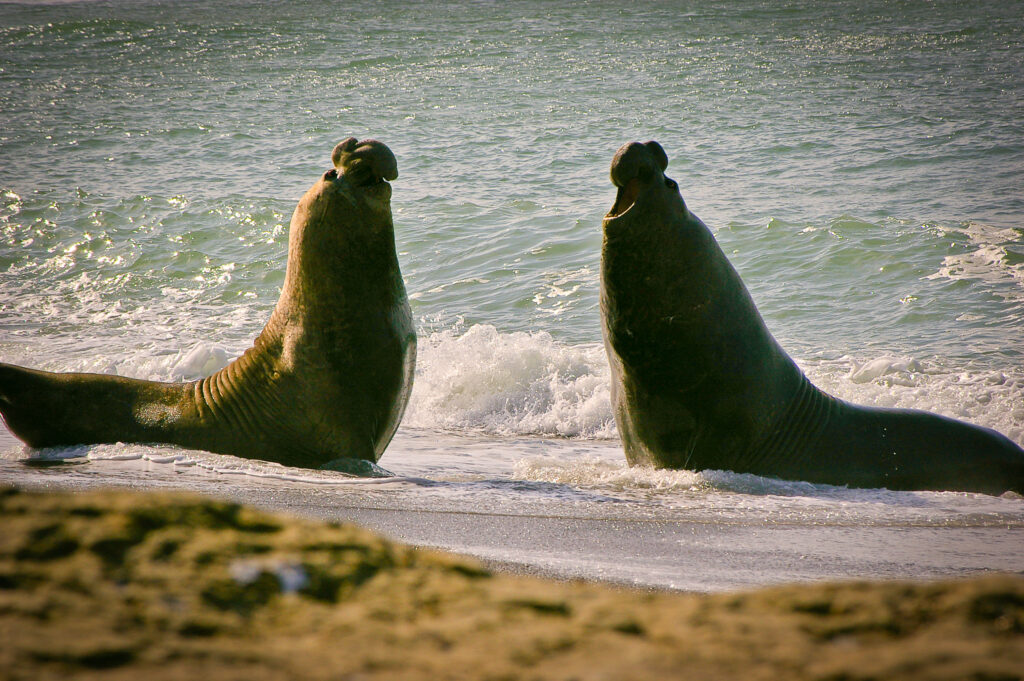 Deux éléphants de mer mâles s'affrontant dans les vagues, Péninsule Valdes en Argentine