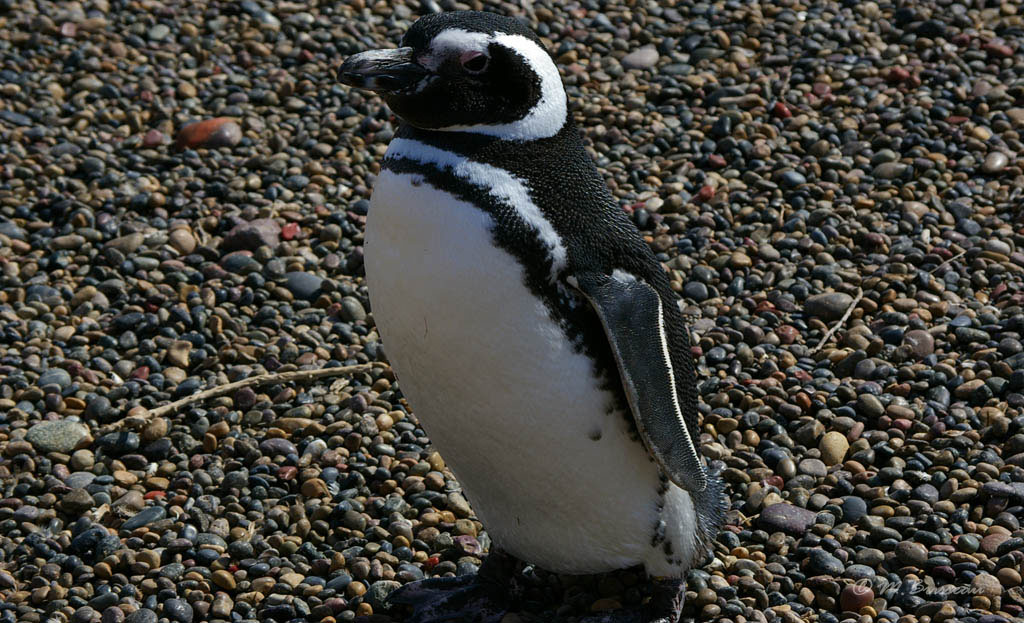 Manchot de Magellan isolé sur une plage de galets à Puerto Madryn, Argentine