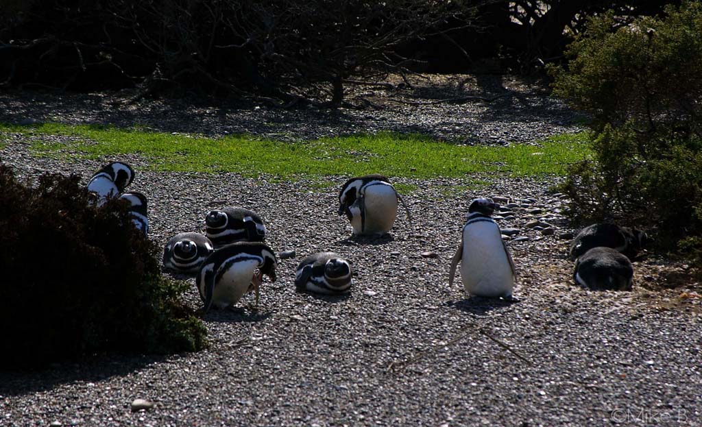 Circuit Argentine – La Peninsule Valdes – Latinexperience