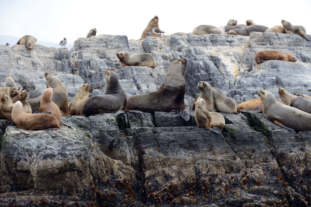 Colonie de lions de mer sur des rochers dans le canal de Beagle près d'Ushuaia, Argentine
