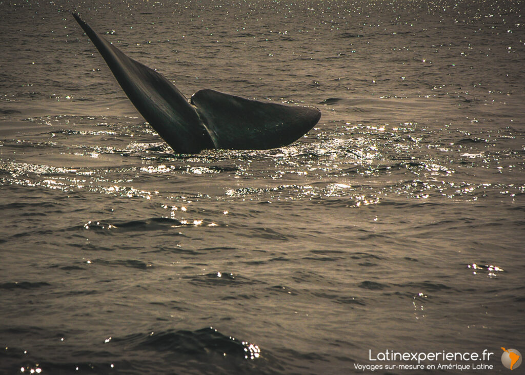 Nageoire caudale d'une baleine à bosse émergeant de l'eau au large de la péninsule de Samana