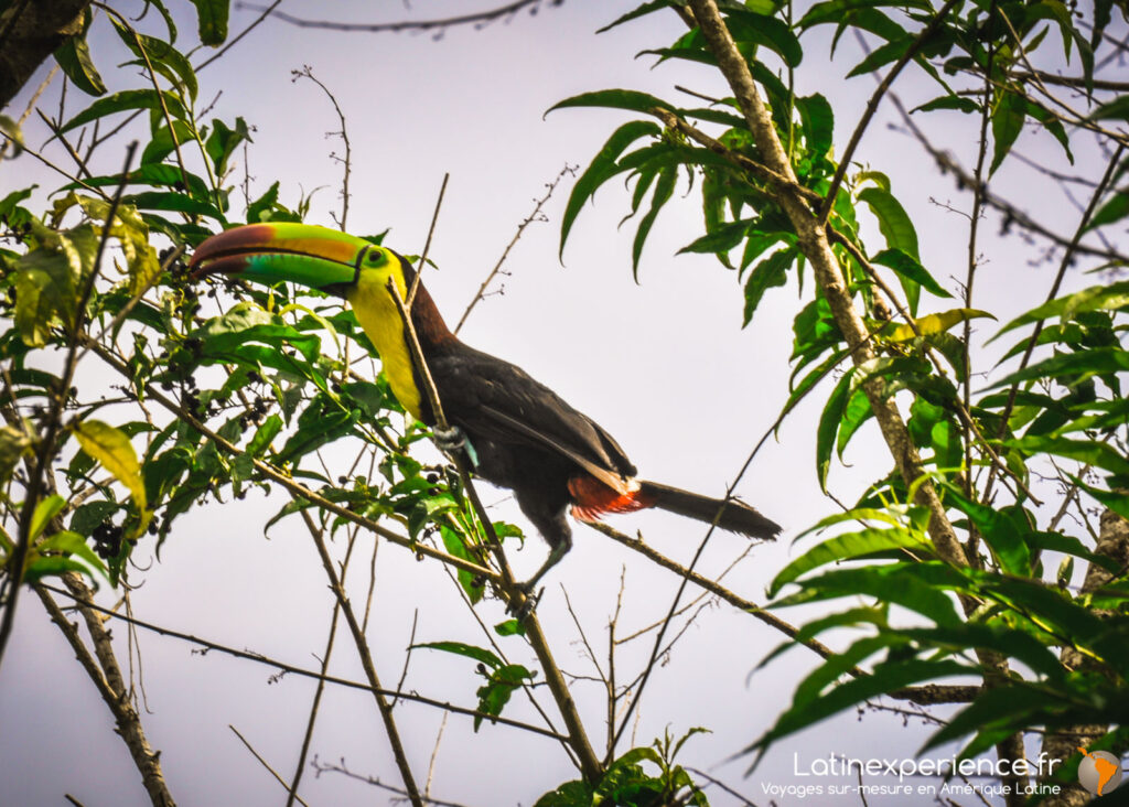 Toucan à carène perché sur une branche dans la forêt tropicale de Boca Tapada, Costa Rica