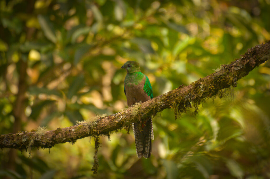 Quetzal resplendissant perché dans la canopée humide près d'Uvita, Costa Rica
