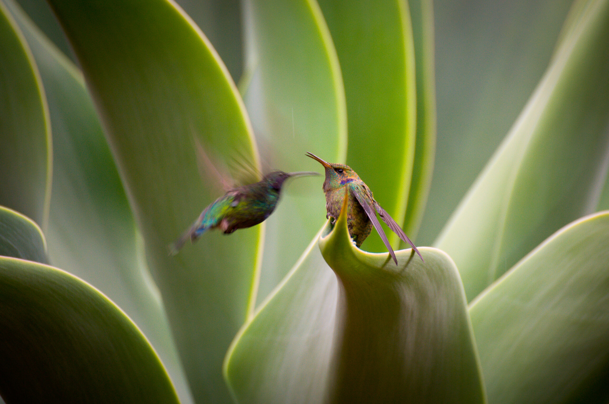 Deux colibris se posant et volant près d'une plante à larges feuilles, San Gerardo de Dota, Costa Rica
