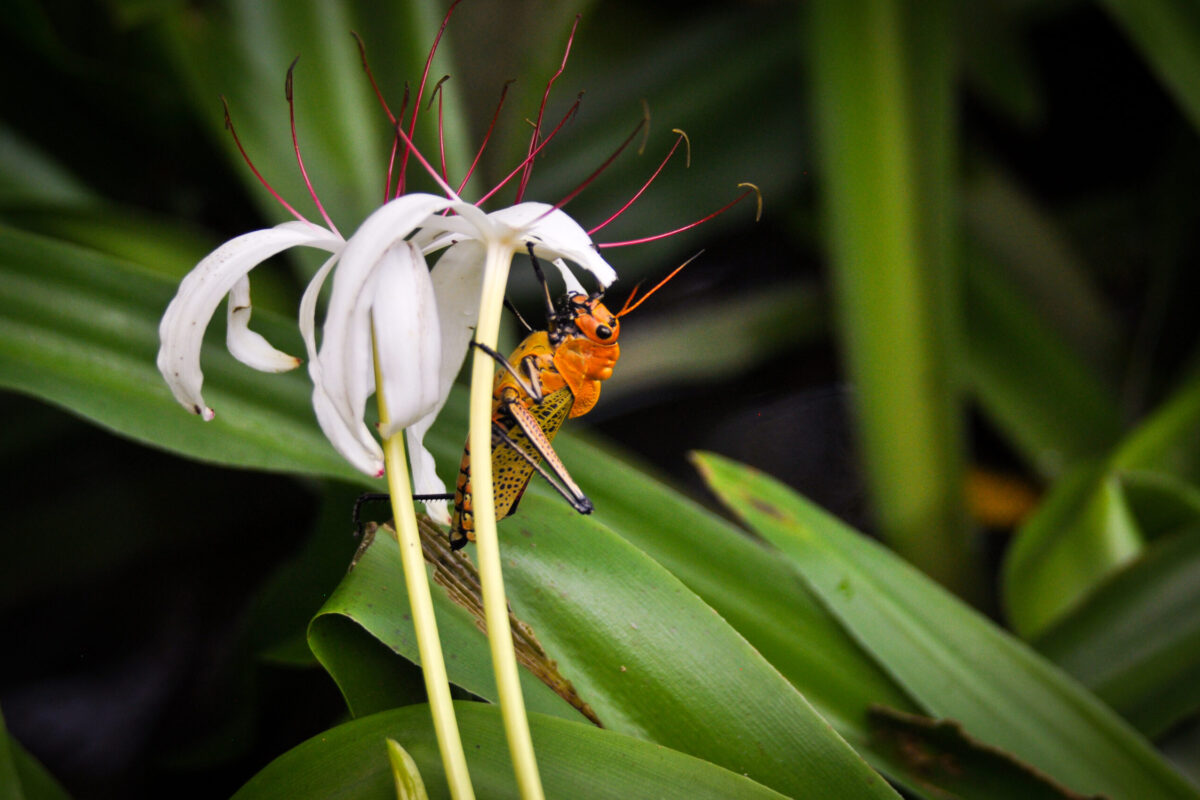 Sauterelle orange et noire posée sur une fleur blanche, péninsule d'Osa, Costa Rica