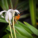 Sauterelle orange et noire posée sur une fleur blanche, péninsule d'Osa, Costa Rica