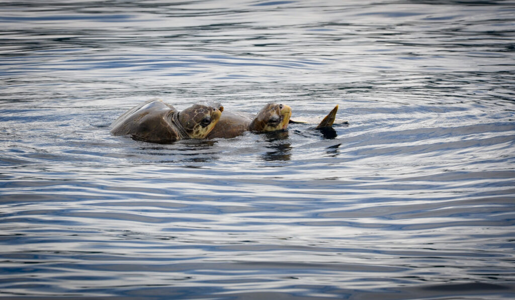 Deux tortues marines nageant à la surface de l'eau près de Tortuguero, Costa Rica