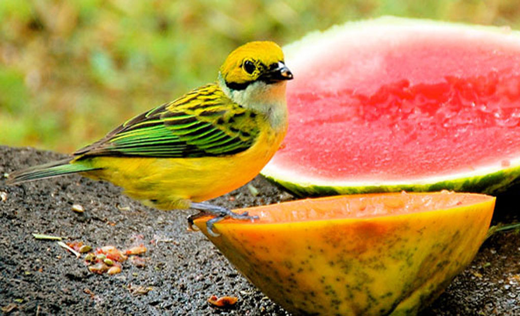 Petit oiseau tangara jaune et vert perché près d'une pastèque et papaye coupées, Panama