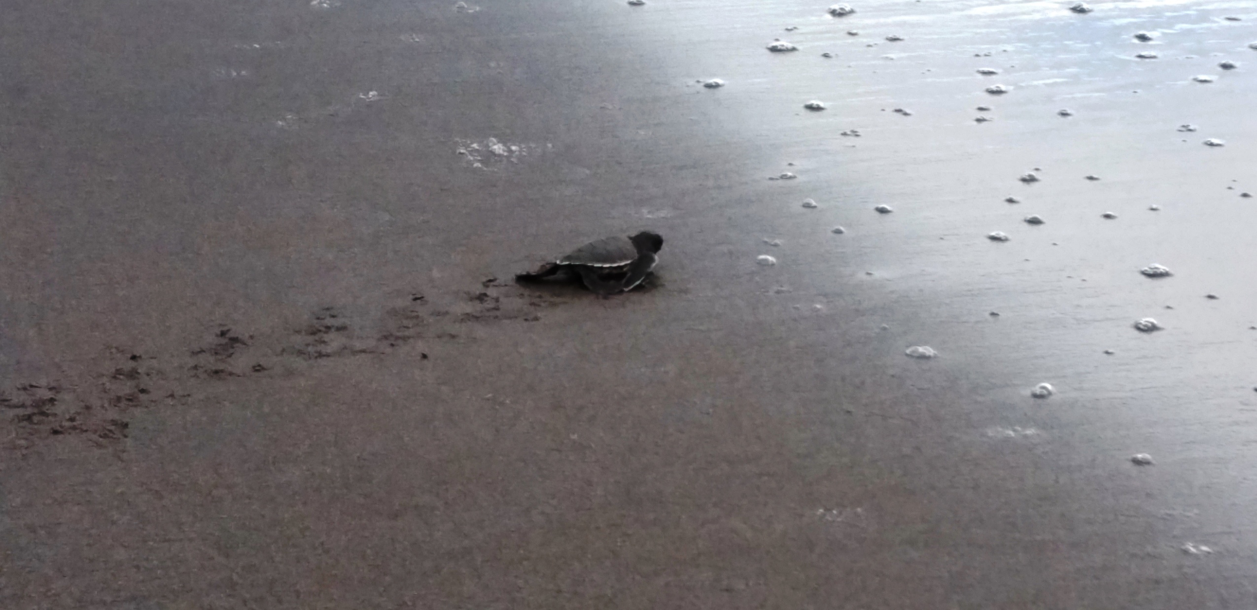 Costa Rica - Tortues