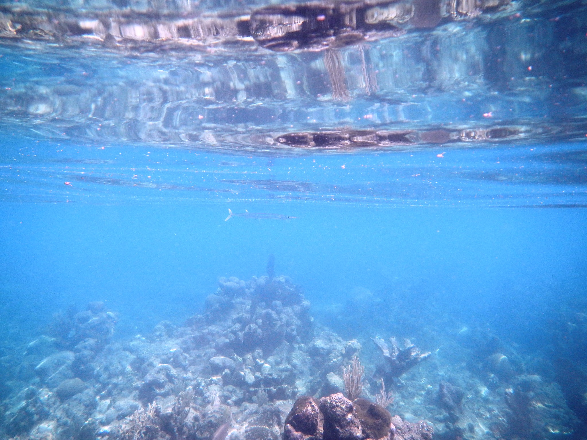 Photo sous-marine d'un récif corallien et d'un poisson sous une eau bleu clair