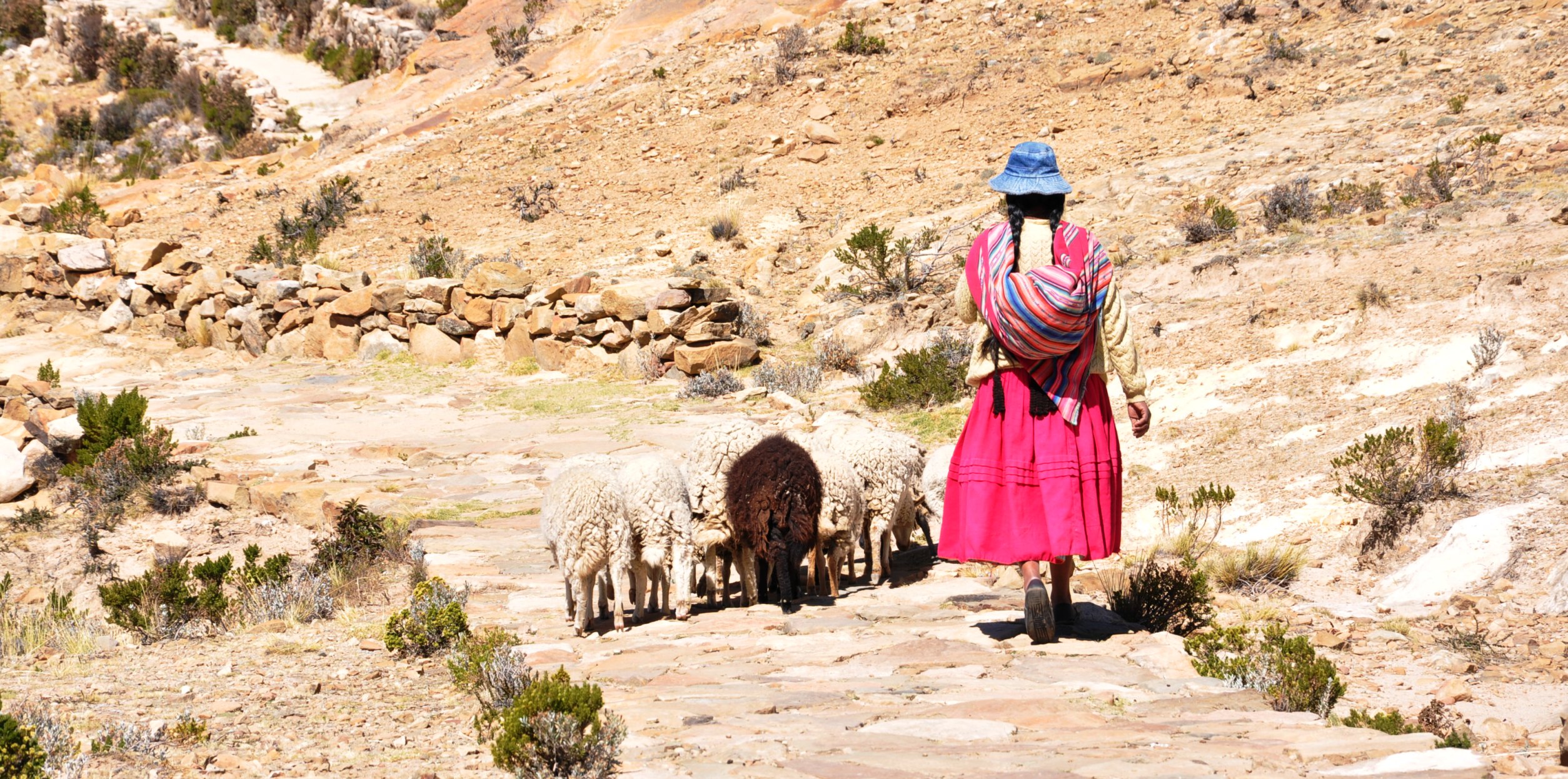 Bolivie - Lac Titicaca